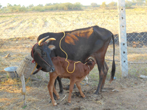 Cow Farm