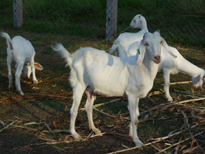 Thalacherry Goat