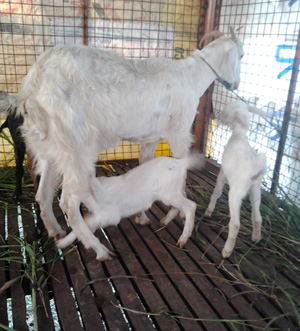 Thalacherry Goat