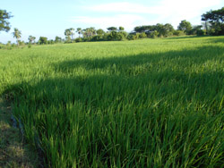 Organic-Kichili-samba-rice